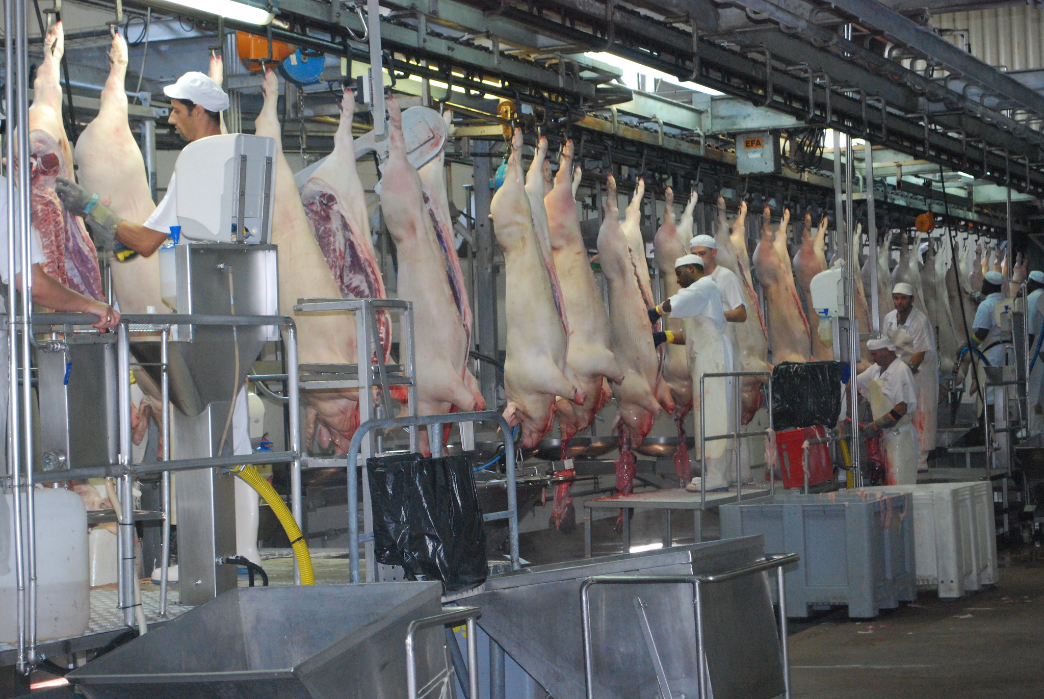 Frigolouro: centro de procesado porcino - Coren