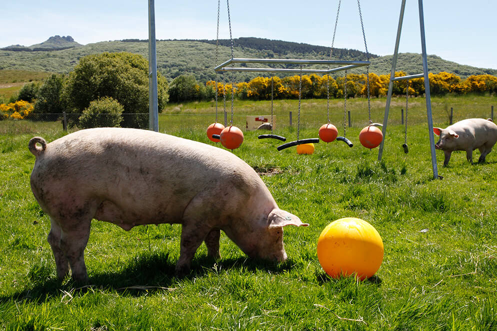 Spanish pork wholesale