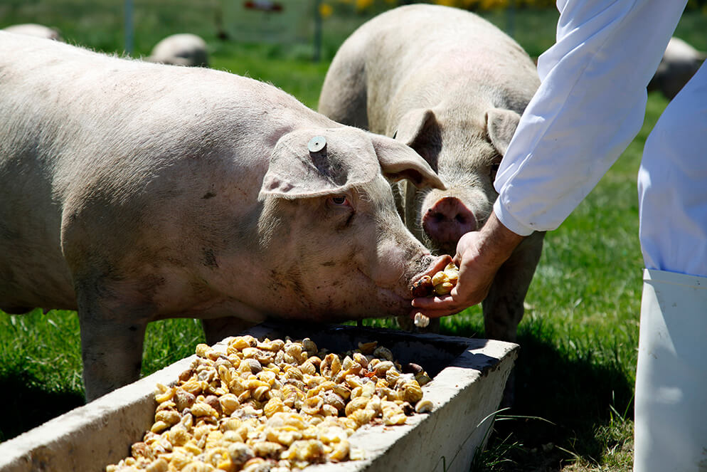 Spanish pork wholesale