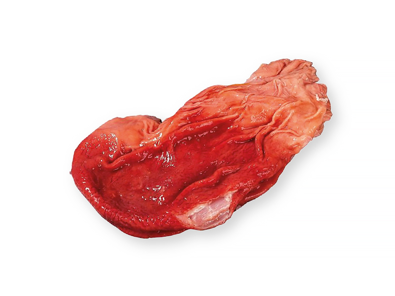 10.01678/PO⠀⠀INDUSTRIAS FRIGORIFICAS DEL LOURO, S.A.-FRIGOLOURO